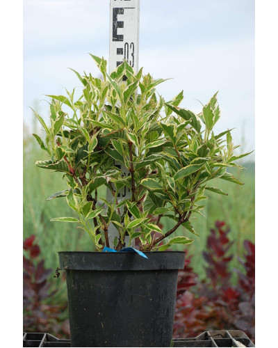 Вейгела квітуча Нана Варієгата | Weigela florida Nana Variegata | Вейгела цветущая Нана Вариегата