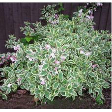 Вейгела квітуча Нана Варієгата | Weigela florida Nana Variegata | Вейгела цветущая Нана Вариегата