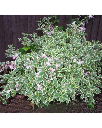 Вейгела квітуча Нана Варієгата | Weigela florida Nana Variegata | Вейгела цветущая Нана Вариегата