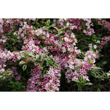 Вейгела квітуча Нана Варієгата | Weigela florida Nana Variegata | Вейгела цветущая Нана Вариегата