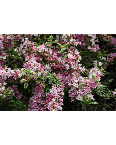Вейгела квітуча Нана Варієгата | Weigela florida Nana Variegata | Вейгела цветущая Нана Вариегата
