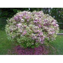 Вейгела квітуча Нана Варієгата | Weigela florida Nana Variegata | Вейгела цветущая Нана Вариегата