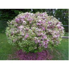 Вейгела квітуча Нана Варієгата | Weigela florida Nana Variegata | Вейгела цветущая Нана Вариегата