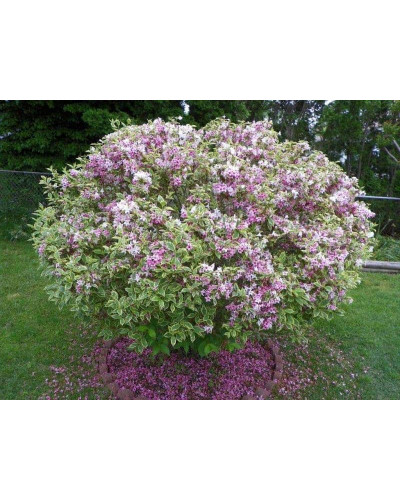 Вейгела квітуча Нана Варієгата | Weigela florida Nana Variegata | Вейгела цветущая Нана Вариегата