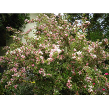 Вейгела квітуча Нана Варієгата | Weigela florida Nana Variegata | Вейгела цветущая Нана Вариегата