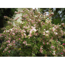 Вейгела квітуча Нана Варієгата | Weigela florida Nana Variegata | Вейгела цветущая Нана Вариегата