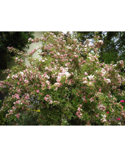 Вейгела квітуча Нана Варієгата | Weigela florida Nana Variegata | Вейгела цветущая Нана Вариегата