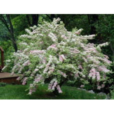 Вейгела квітуча Нана Варієгата | Weigela florida Nana Variegata | Вейгела цветущая Нана Вариегата