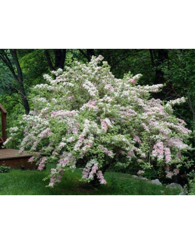 Вейгела квітуча Нана Варієгата | Weigela florida Nana Variegata | Вейгела цветущая Нана Вариегата