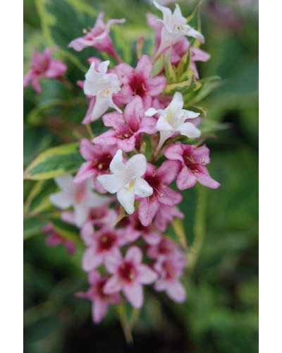Вейгела квітуча Нана Варієгата | Weigela florida Nana Variegata | Вейгела цветущая Нана Вариегата