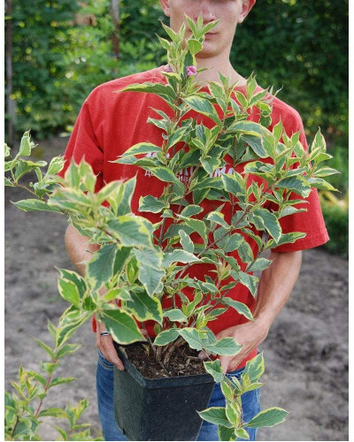 Вейгела квітуча Нана Варієгата | Weigela florida Nana Variegata | Вейгела цветущая Нана Вариегата