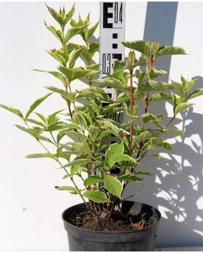 Вейгела квітуча Нана Варієгата | Weigela florida Nana Variegata | Вейгела цветущая Нана Вариегата