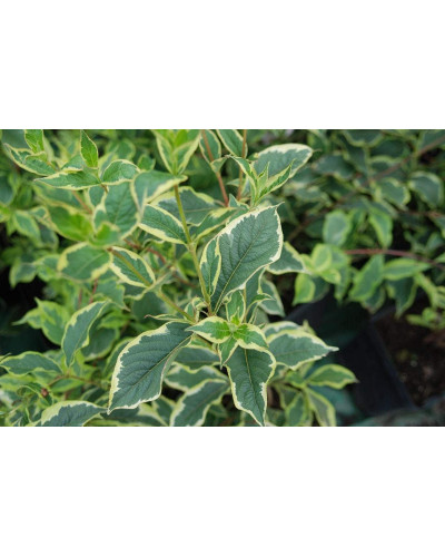 Вейгела квітуча Нана Варієгата | Weigela florida Nana Variegata | Вейгела цветущая Нана Вариегата