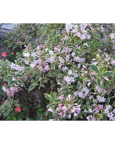 Вейгела квітуча Нана Варієгата | Weigela florida Nana Variegata | Вейгела цветущая Нана Вариегата
