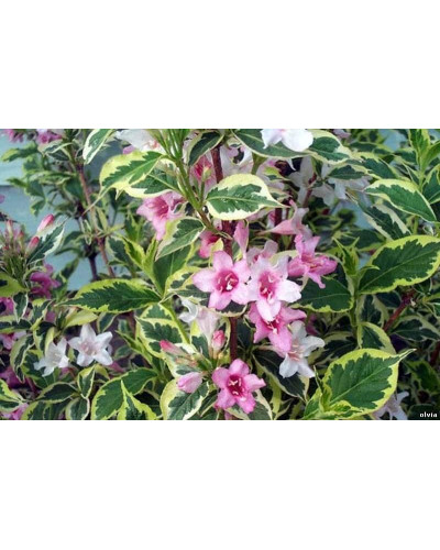 Вейгела квітуча Нана Варієгата | Weigela florida Nana Variegata | Вейгела цветущая Нана Вариегата