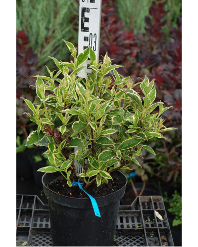 Вейгела квітуча Нана Варієгата | Weigela florida Nana Variegata | Вейгела цветущая Нана Вариегата