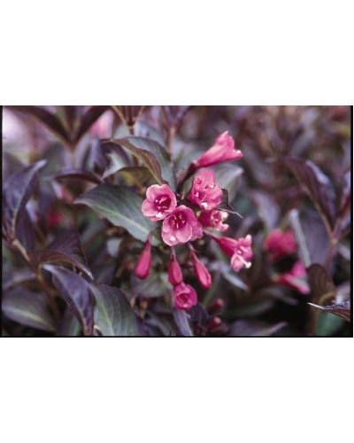 Вейгела квітуча Міднайт Вайн ®/Ельвера ® | Weigela florida Midnight Wine ®/Elvera ® | Вейгела цветущая Миднайт Вайн ®/Ельвера ®
