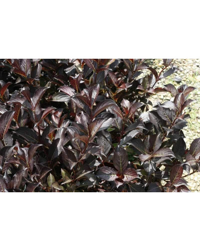 Вейгела квітуча Міднайт Вайн ®/Ельвера ® | Weigela florida Midnight Wine ®/Elvera ® | Вейгела цветущая Миднайт Вайн ®/Ельвера ®
