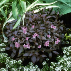 Вейгела квiтуча Мiнор Блек | Weigela florida Minor Black | Вейгела цветущая Минор Блэк