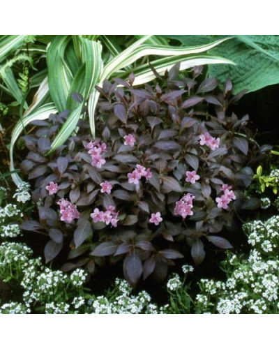 Вейгела квiтуча Мiнор Блек | Weigela florida Minor Black | Вейгела цветущая Минор Блэк