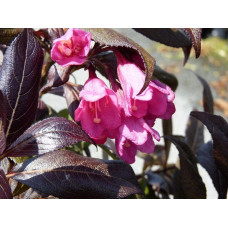 Вейгела квiтуча Мiнор Блек | Weigela florida Minor Black | Вейгела цветущая Минор Блэк