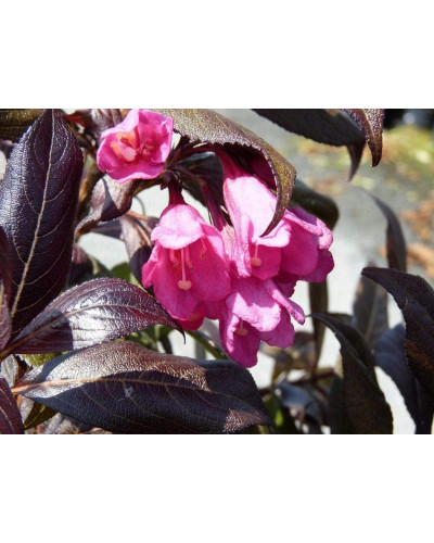 Вейгела квiтуча Мiнор Блек | Weigela florida Minor Black | Вейгела цветущая Минор Блэк