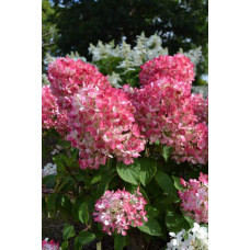 Гортензія волотиста Мега Мінді ® | Hydrangea paniculata Mega Mindy / ILVOMindy ® | Гортензия метельчатая Мега Минди ®
