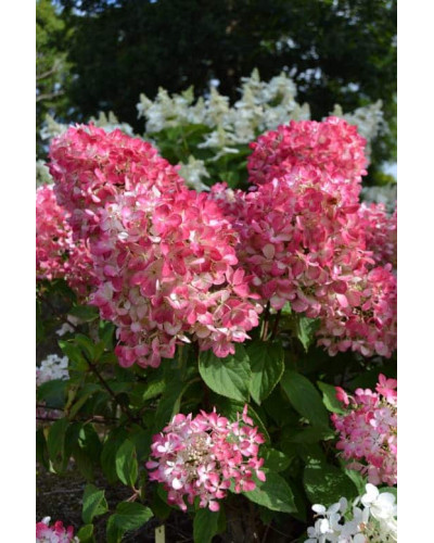 Гортензія волотиста Мега Мінді ® | Hydrangea paniculata Mega Mindy / ILVOMindy ® | Гортензия метельчатая Мега Минди ®