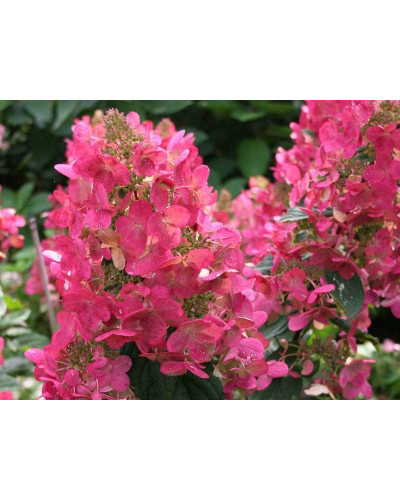 Гортензія волотиста Мега Мінді ® | Hydrangea paniculata Mega Mindy / ILVOMindy ® | Гортензия метельчатая Мега Минди ®