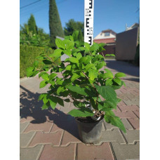 Гортензія волотиста Мега Мінді ® | Hydrangea paniculata Mega Mindy / ILVOMindy ® | Гортензия метельчатая Мега Минди ®