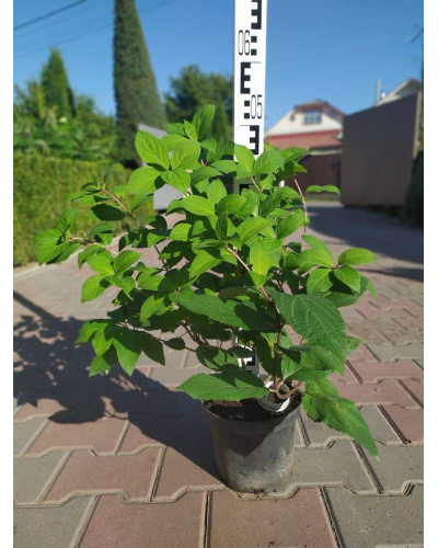 Гортензія волотиста Мега Мінді ® | Hydrangea paniculata Mega Mindy / ILVOMindy ® | Гортензия метельчатая Мега Минди ®