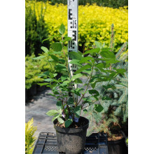 Гортензія волотиста Мега Мінді ® | Hydrangea paniculata Mega Mindy / ILVOMindy ® | Гортензия метельчатая Мега Минди ®