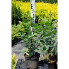 Гортензія волотиста Мега Мінді ® | Hydrangea paniculata Mega Mindy / ILVOMindy ® | Гортензия метельчатая Мега Минди ®