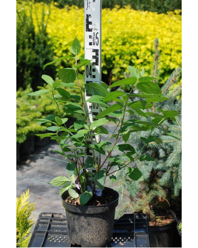 Гортензія волотиста Мега Мінді ® | Hydrangea paniculata Mega Mindy / ILVOMindy ® | Гортензия метельчатая Мега Минди ®