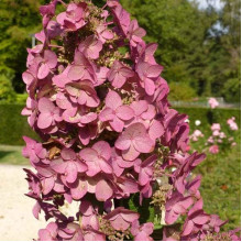 Гортензія волотиста Мега Мінді ® | Hydrangea paniculata Mega Mindy / ILVOMindy ® | Гортензия метельчатая Мега Минди ®