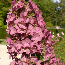 Гортензія волотиста Мега Мінді ® | Hydrangea paniculata Mega Mindy / ILVOMindy ® | Гортензия метельчатая Мега Минди ®
