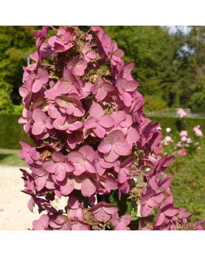 Гортензія волотиста Мега Мінді ® | Hydrangea paniculata Mega Mindy / ILVOMindy ® | Гортензия метельчатая Мега Минди ®