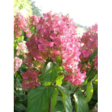 Гортензія волотиста Мега Мінді ® | Hydrangea paniculata Mega Mindy / ILVOMindy ® | Гортензия метельчатая Мега Минди ®