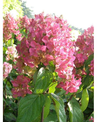 Гортензія волотиста Мега Мінді ® | Hydrangea paniculata Mega Mindy / ILVOMindy ® | Гортензия метельчатая Мега Минди ®