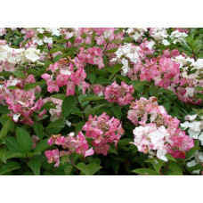 Гортензія волотиста Мега Мінді ® | Hydrangea paniculata Mega Mindy / ILVOMindy ® | Гортензия метельчатая Мега Минди ®
