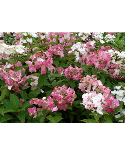 Гортензія волотиста Мега Мінді ® | Hydrangea paniculata Mega Mindy / ILVOMindy ® | Гортензия метельчатая Мега Минди ®