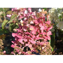 Гортензія волотиста Мега Мінді ® | Hydrangea paniculata Mega Mindy / ILVOMindy ® | Гортензия метельчатая Мега Минди ®