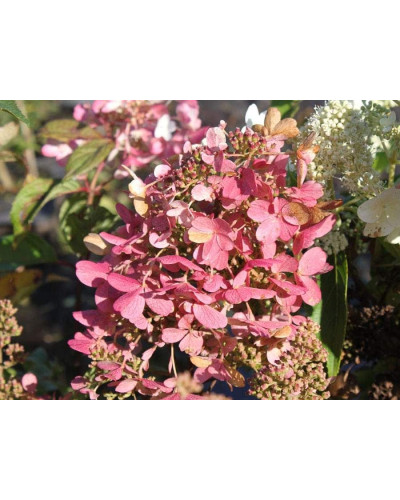 Гортензія волотиста Мега Мінді ® | Hydrangea paniculata Mega Mindy / ILVOMindy ® | Гортензия метельчатая Мега Минди ®