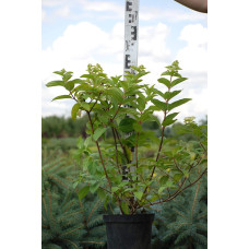 Гортензія волотиста Мега Мінді ® | Hydrangea paniculata Mega Mindy / ILVOMindy ® | Гортензия метельчатая Мега Минди ®
