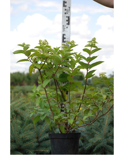 Гортензія волотиста Мега Мінді ® | Hydrangea paniculata Mega Mindy / ILVOMindy ® | Гортензия метельчатая Мега Минди ®