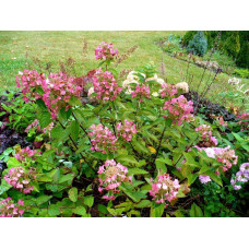 Гортензія волотиста Мега Мінді ® | Hydrangea paniculata Mega Mindy / ILVOMindy ® | Гортензия метельчатая Мега Минди ®