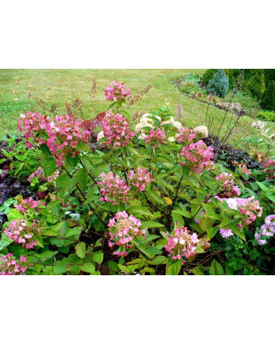 Гортензія волотиста Мега Мінді ® | Hydrangea paniculata Mega Mindy / ILVOMindy ® | Гортензия метельчатая Мега Минди ®