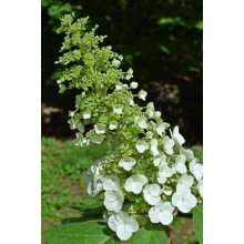 Гортензія волотиста Юнік | Hydrangea paniculata Unique | Гортензия метельчатая Юник