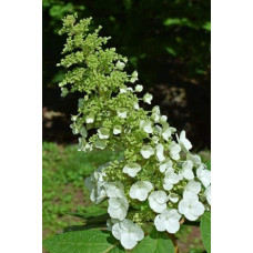 Гортензія волотиста Юнік | Hydrangea paniculata Unique | Гортензия метельчатая Юник