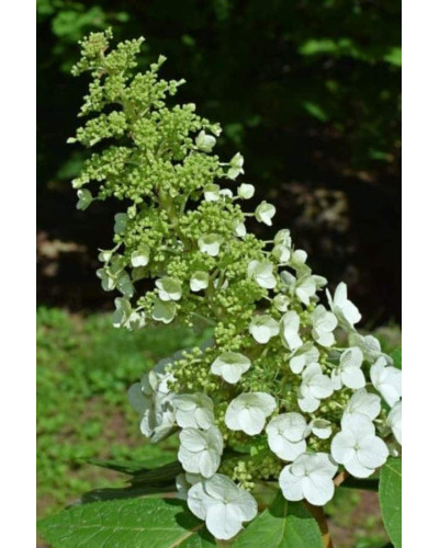 Гортензія волотиста Юнік | Hydrangea paniculata Unique | Гортензия метельчатая Юник
